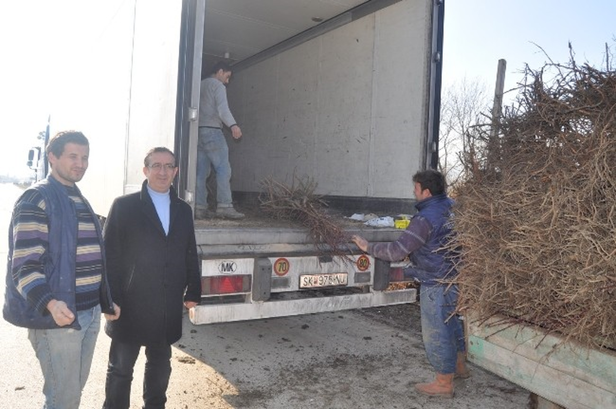 İnegöl\'den Makedonya\'ya Fidan İhracatı