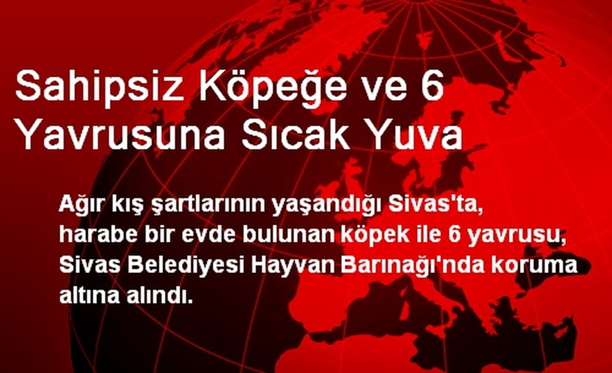 Sahipsiz Köpeğe ve 6 Yavrusuna Sıcak Yuva