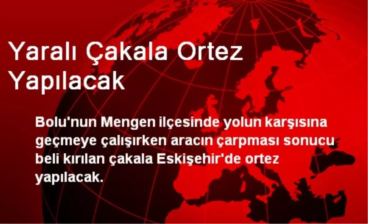Yaralı Çakala Ortez Yapılacak