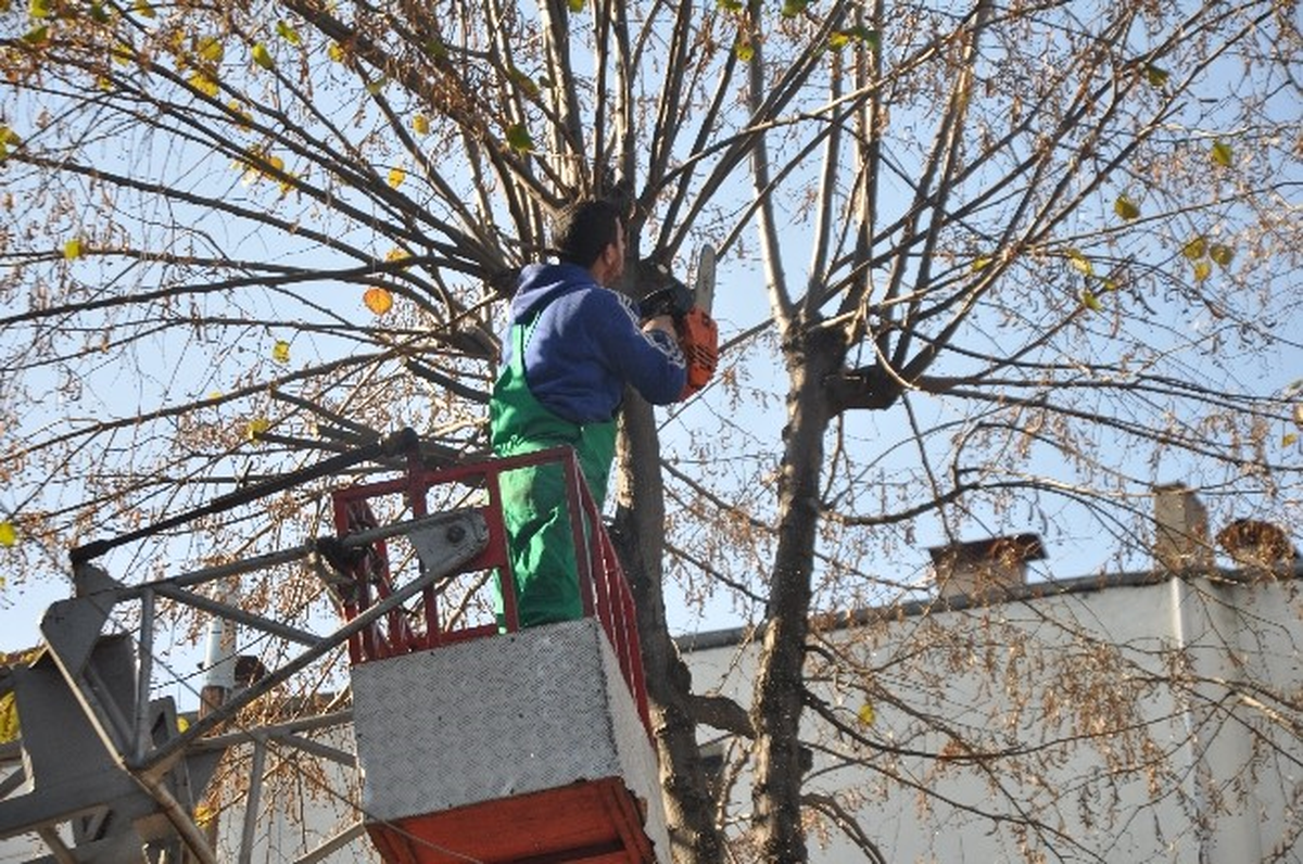 Sakarya\'da Ağaçlar Budanıyor