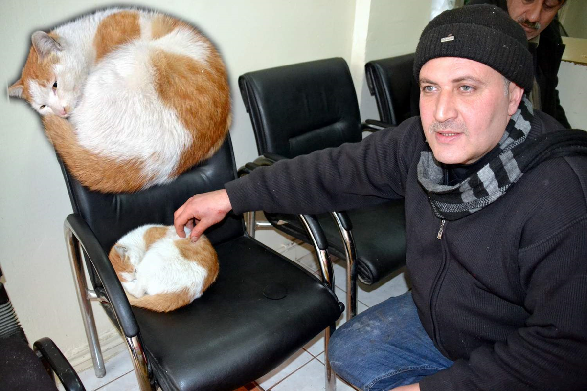 Soğuktan Donan Kediye Sahip Çıktı