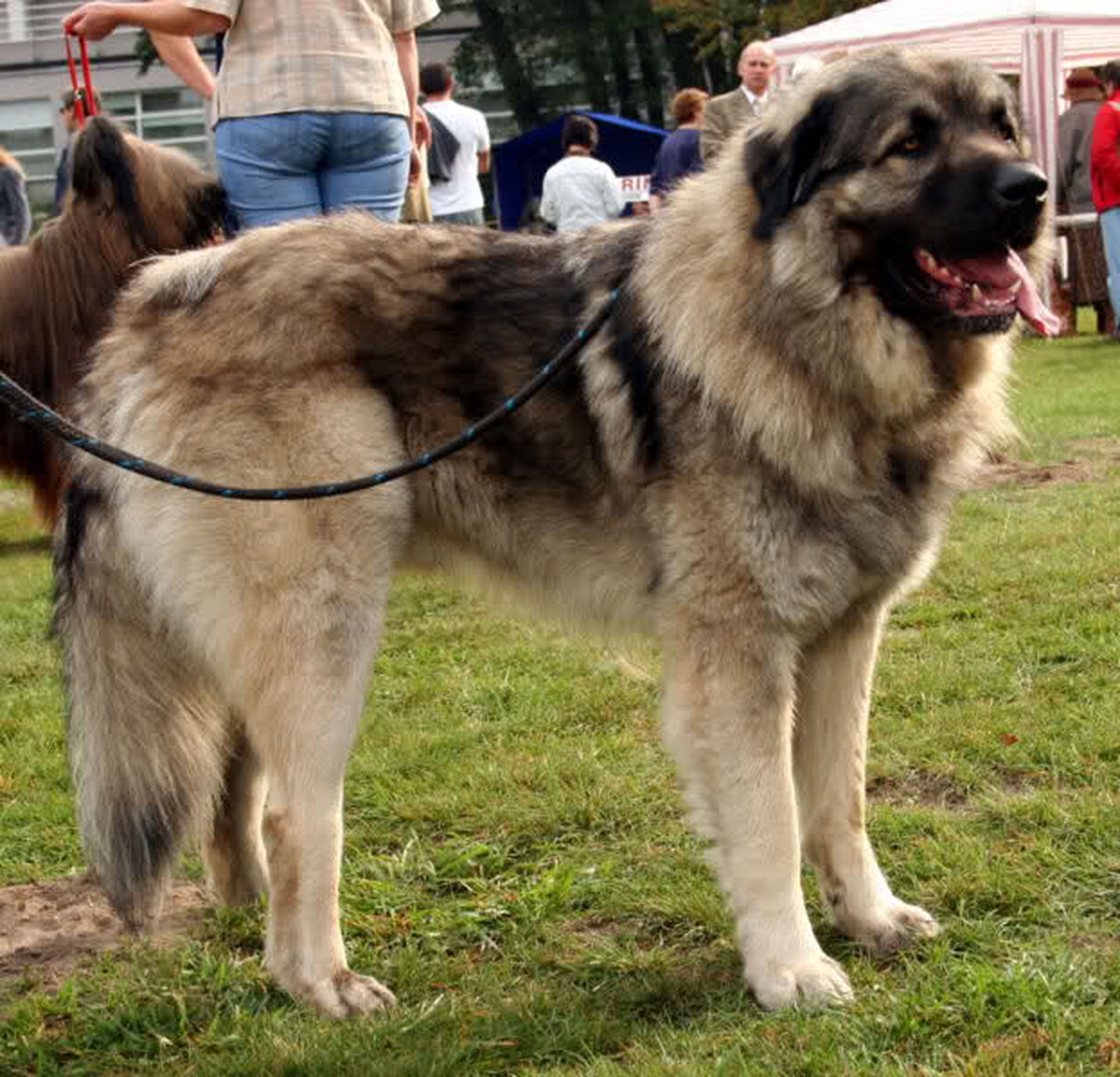 Sürü Hayvancılığın Azalmasıyla Anadolu Çoban Köpeklerine İlgi Azaldı