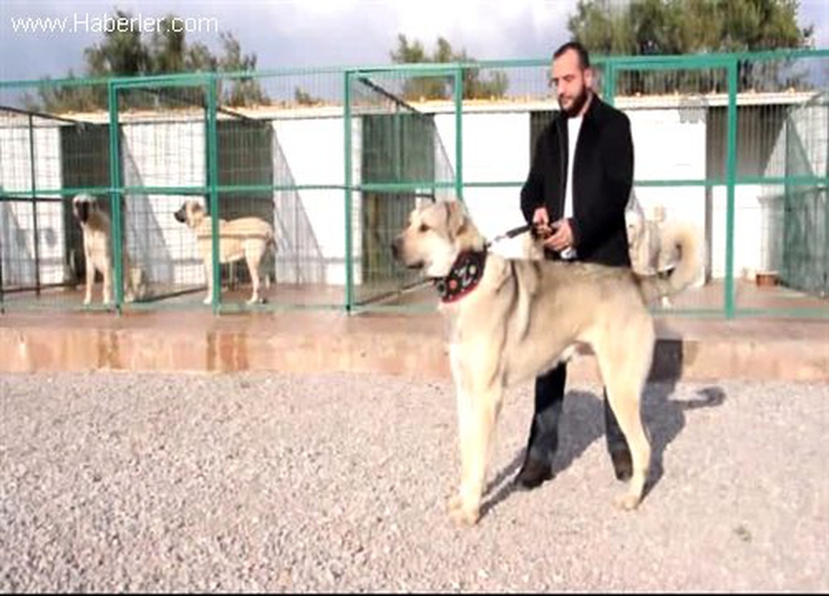 Sürü hayvancılığın azalmasıyla Anadolu çoban köpeklerine ilgi azaldı -