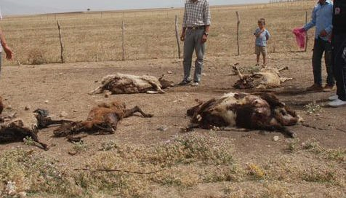 Sürüye Giren Kurtlar 17 Koyunu Telef Etti