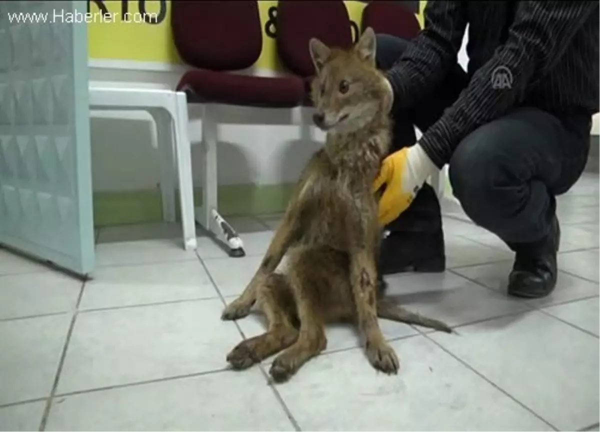 Bolu\'daki Yaralı Çakala Eskişehir\'de Ortez Yapılacak