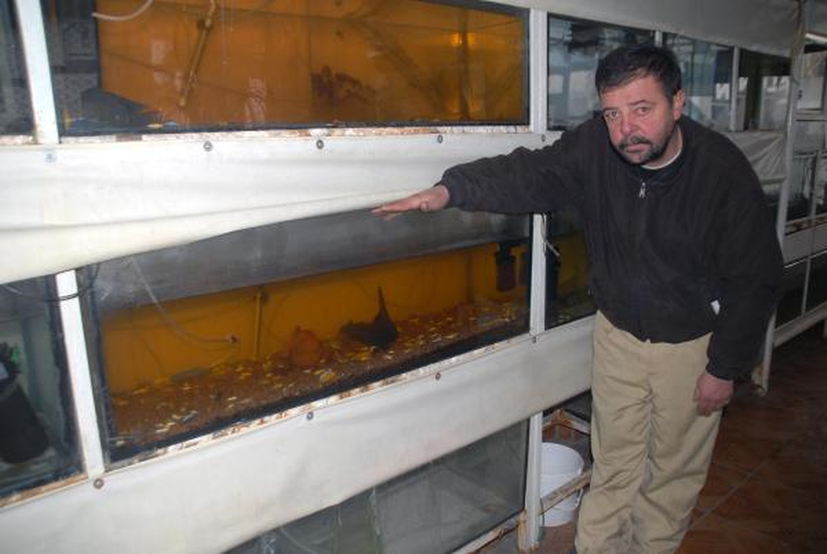 Batman'da Elektrik Kesintisi Bin Süs Balığını Telef Etti