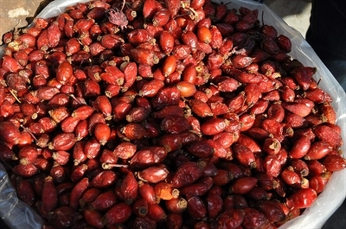 Gaziantep\'te C Vitamini Zengini Kuşburnuna Yoğun İlgi