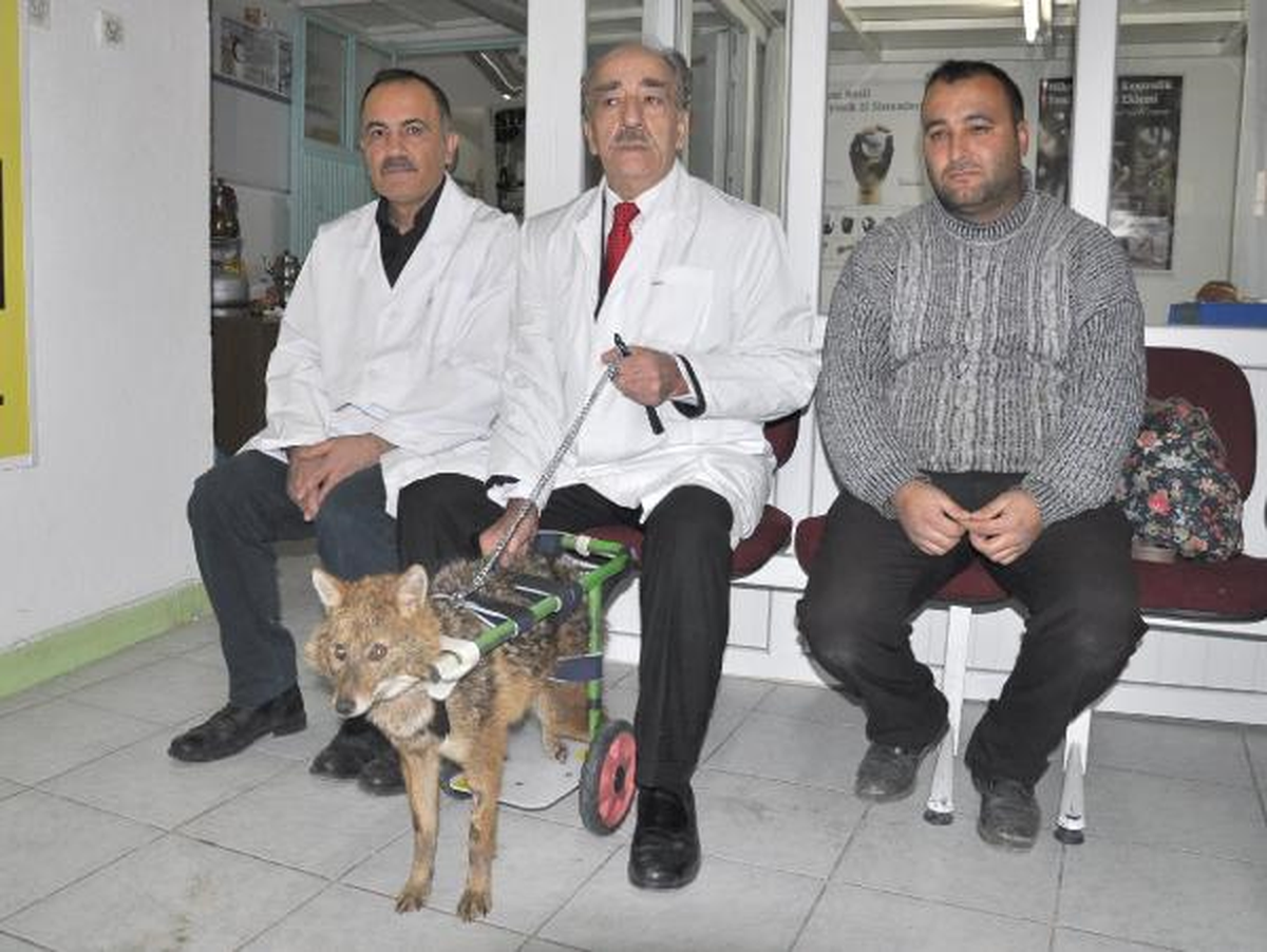 Çakala Yürüteç Takıldı