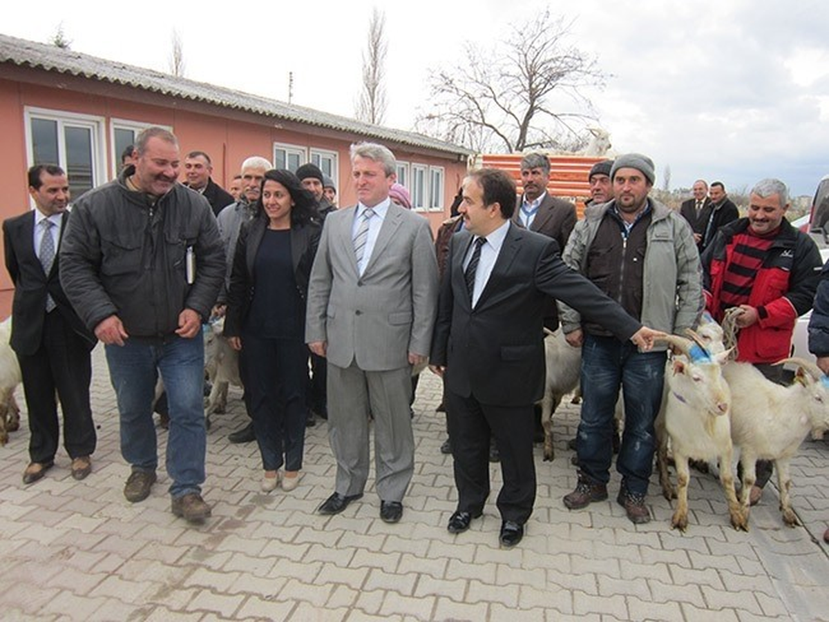 Çanakkale\'de Saanen Irkı Teke Dağıtıldı