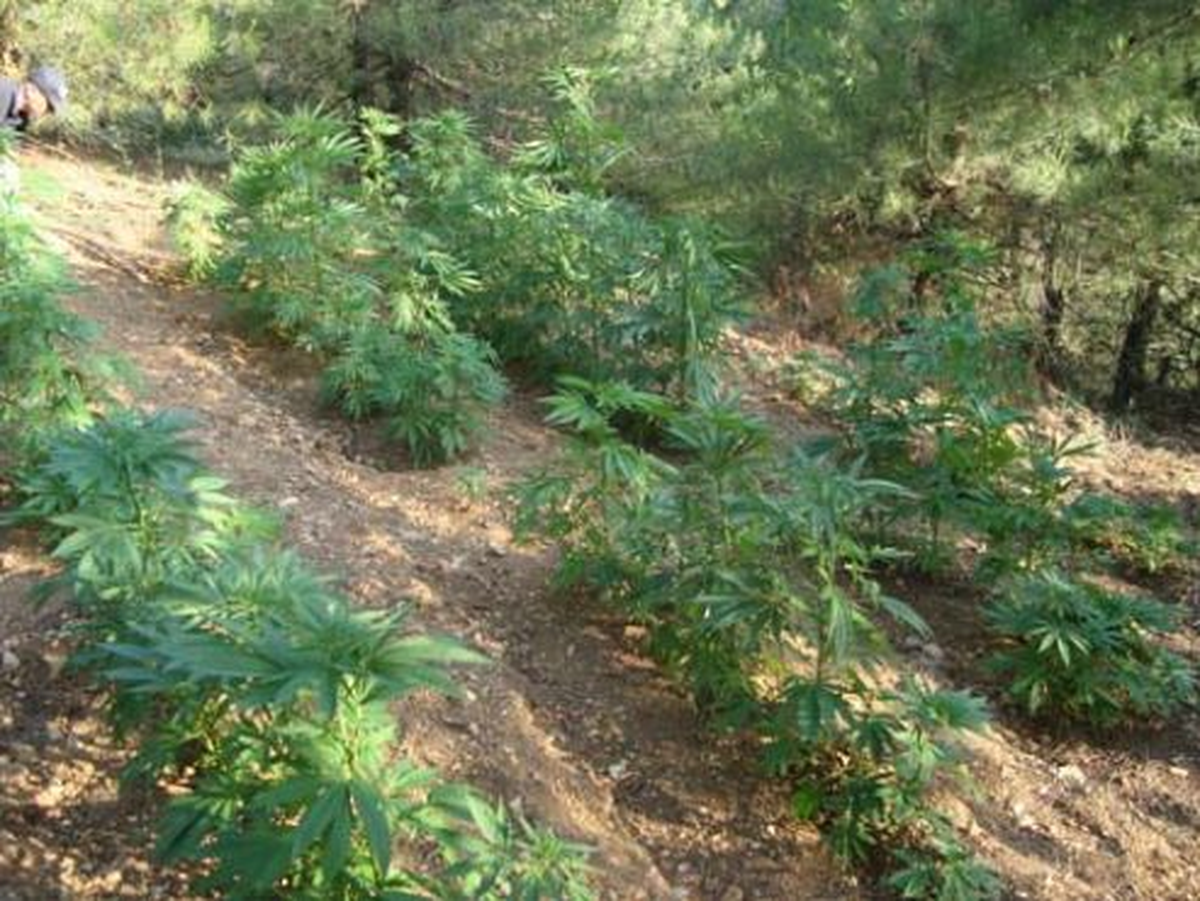 Çiftçilere Kenevir Ekiminde Ruhsat Uyarısı