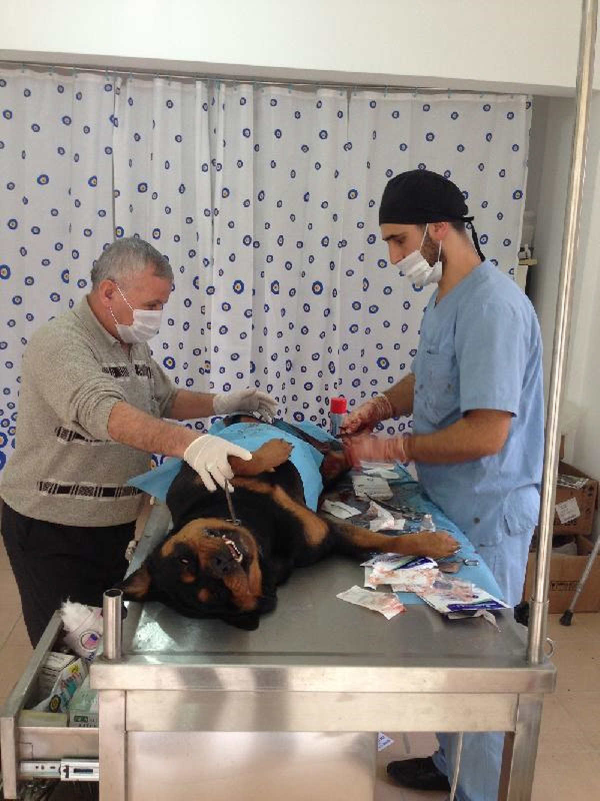 Çorum\'da Gebe Köpeğe Sezaryen Yapıldı