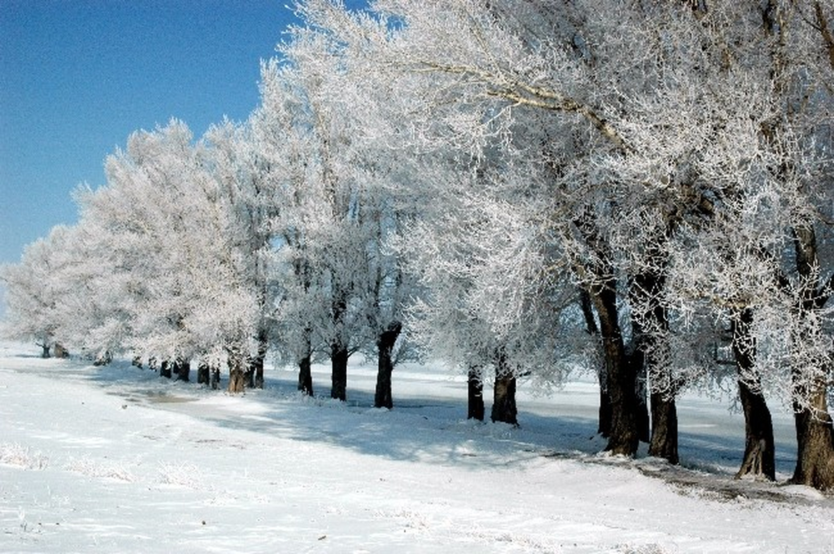 Erzurum\'da Eşsiz Kırağı Görüntüsü