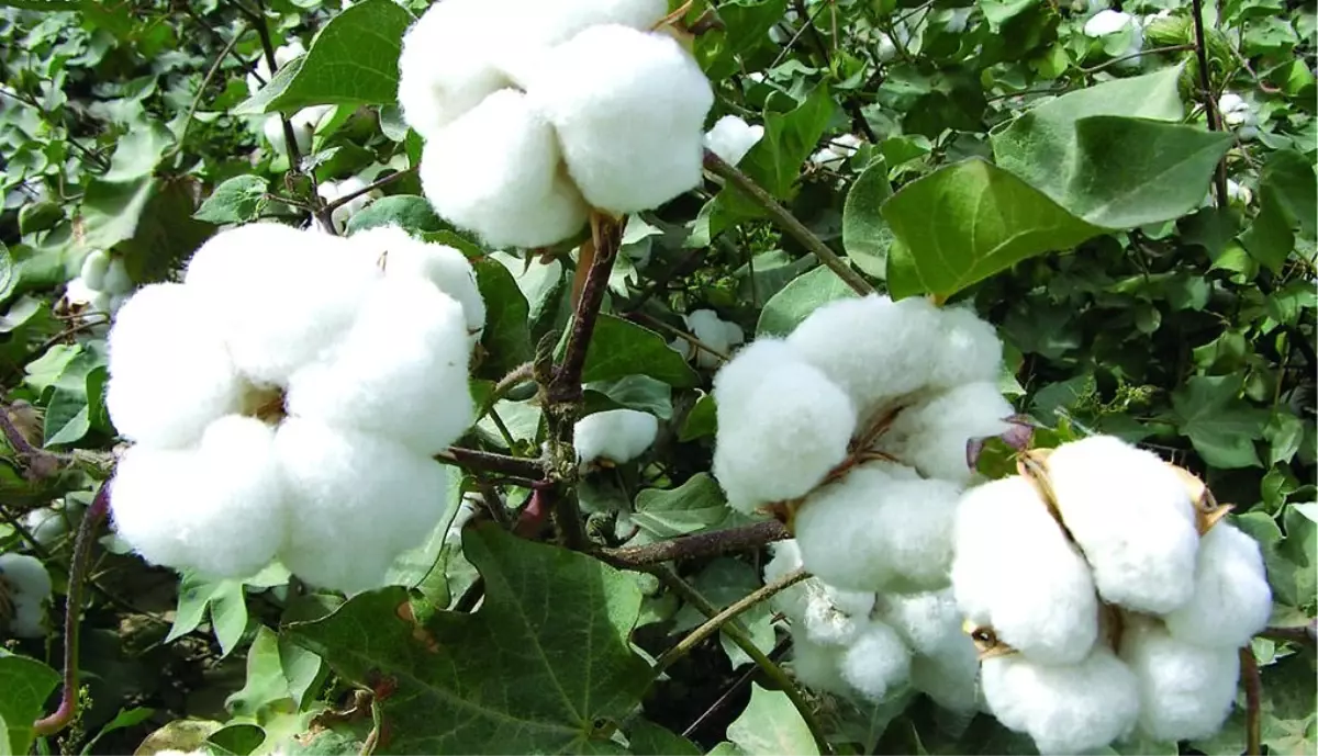 İş Bankası\'ndan Pamuk Üreticisine Elektronik Ürün Senedi Karşılığı Kredi