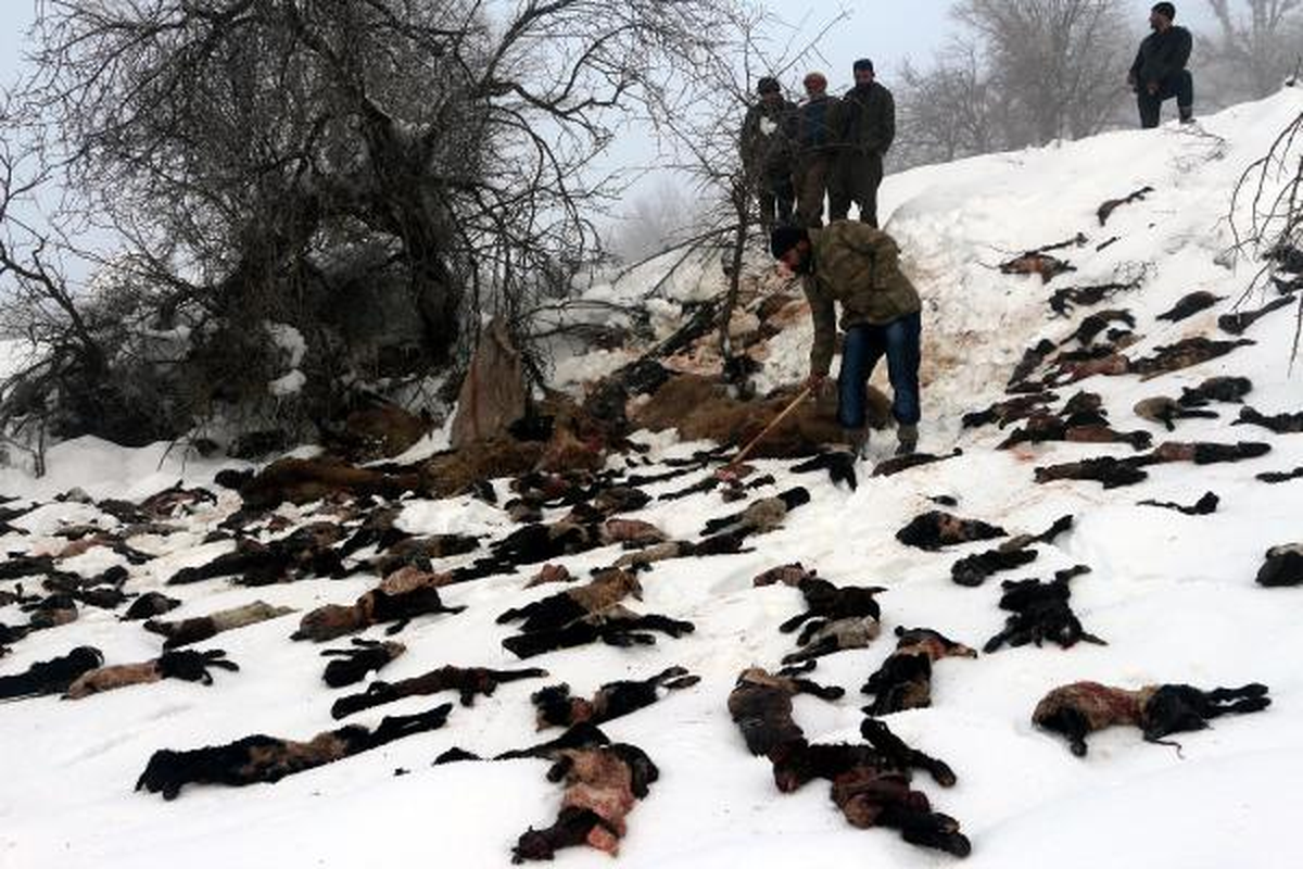 Şırnak\'ta 1500 Kuzu ve Koyun Telef Oldu