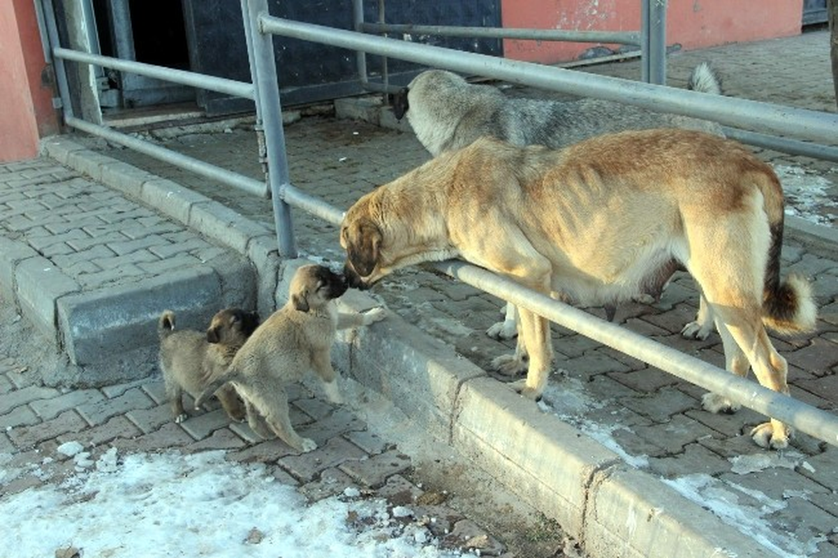 Sokak Köpekleri Mezbahane Görevlileri Tarafından Besleniyor