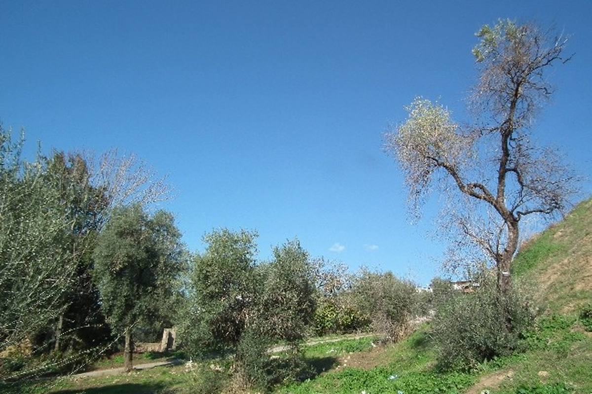 Aydın\'da Zeytin Ağaçlarının Durumundan Üreticiler Tedirgin