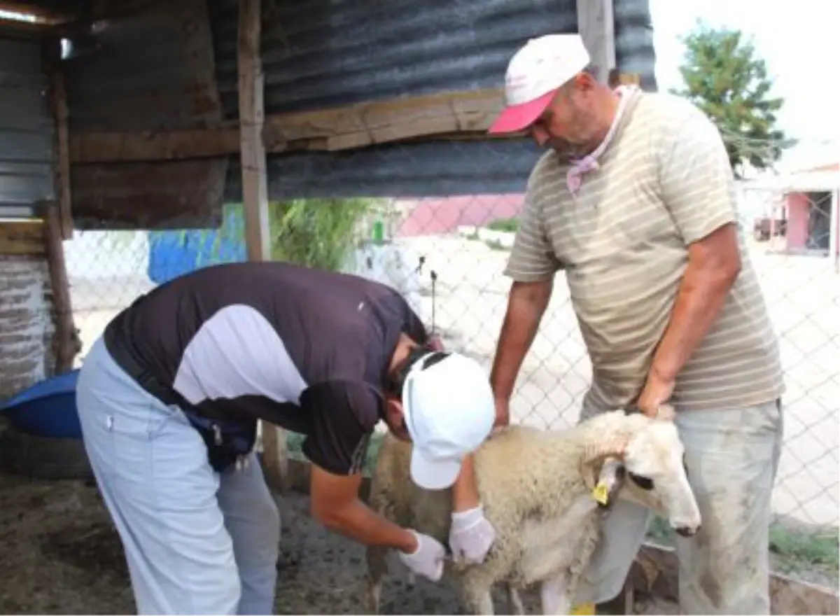 Bandırma\'da Koyun-keçi Çiçek Hastalığı Karantinası
