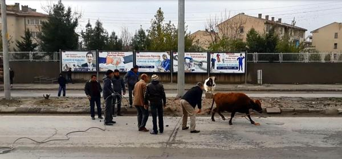 Elektrik Akımına Kapılan İneği Kurtarma Operasyonu