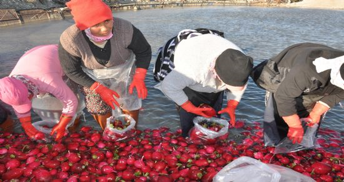 Kadınların Soğuk Suda Ekmek Mücadelesi