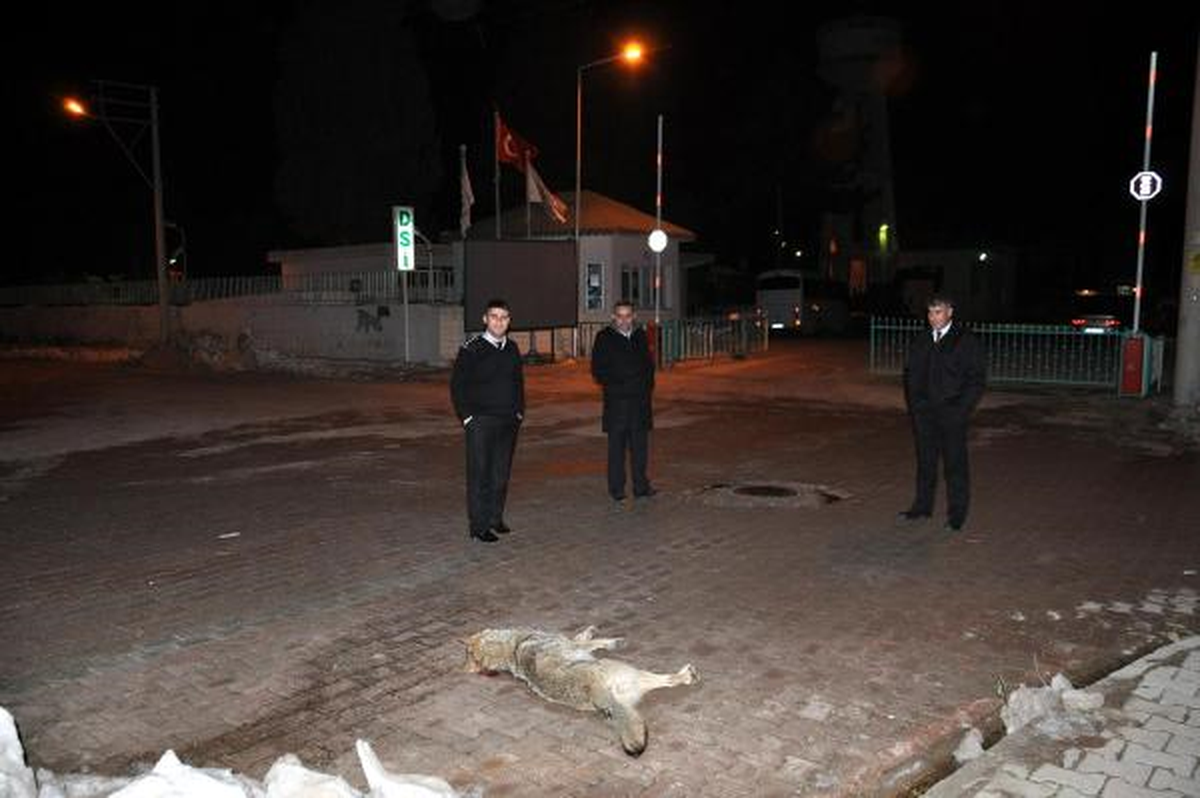 Kardan Kapanan Yolları Açan Ekibe Kurtlar Saldırdı