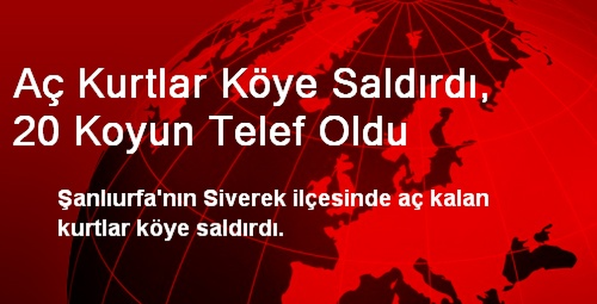 Aç Kurtlar Köye Saldırdı, 20 Koyun Telef Oldu