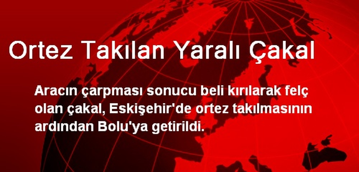Ortez Takılan Yaralı Çakal