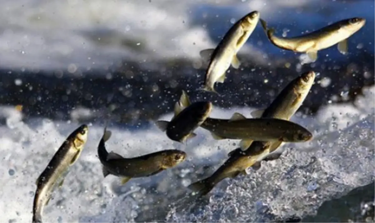 Sinop\'ta Yerli Kefalde Artış