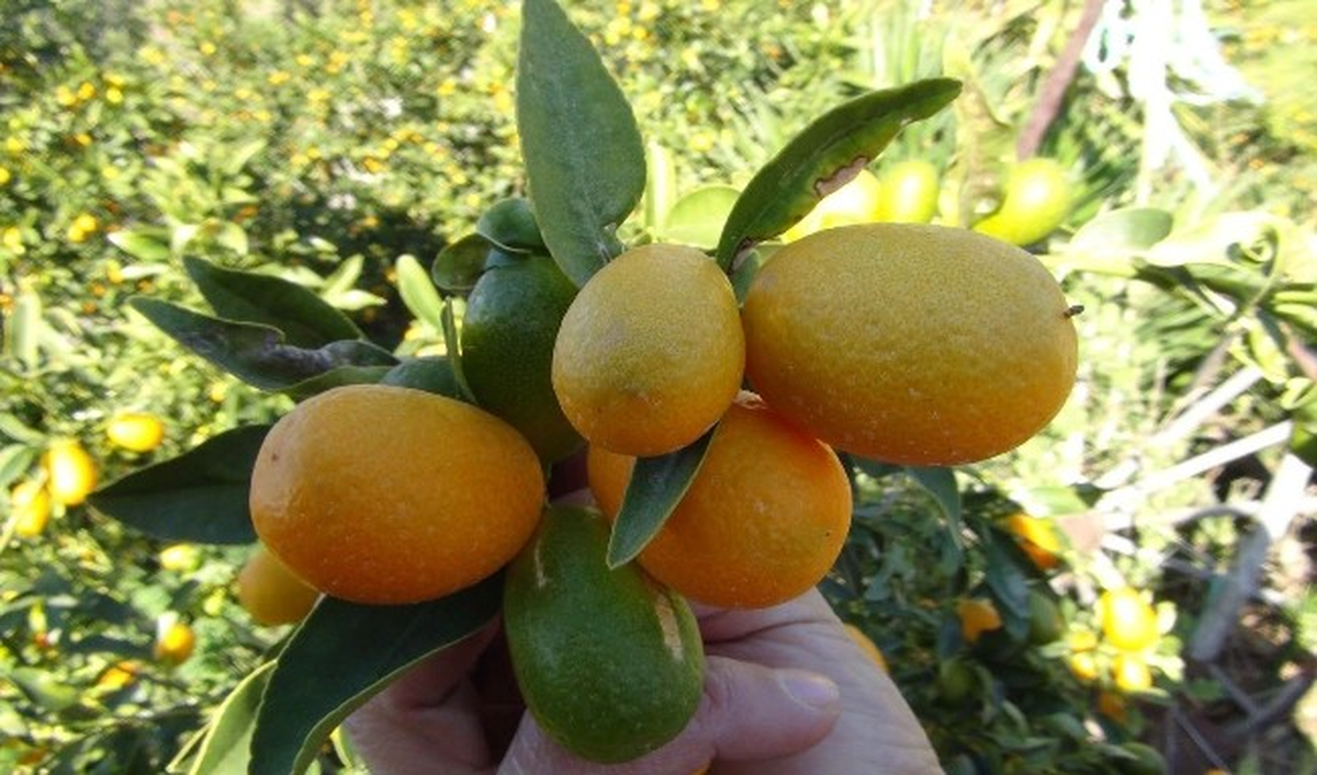 Süs Bitkisi Diye Kimse Bakmadı; Şimdi Avrupa\'da Kilosu 150, Silifke\'de 50 TL\'den Satılıyor