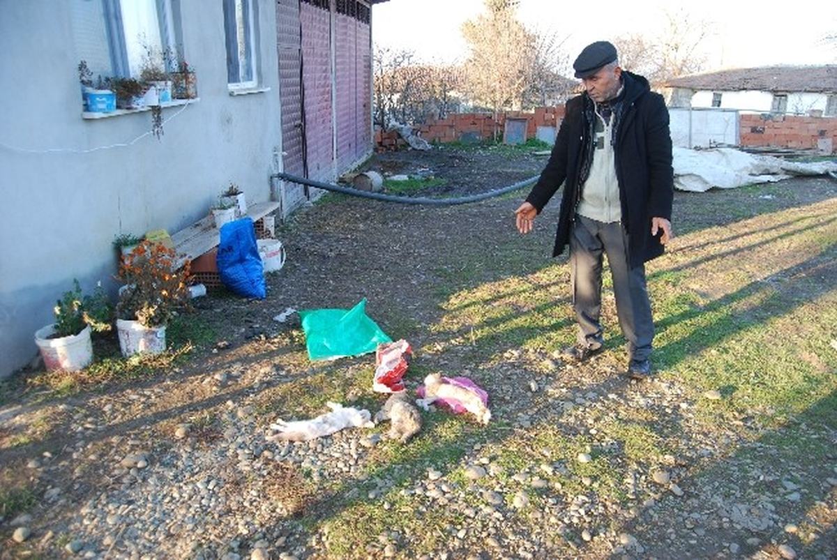 Tekirdağ\'da 20 Kedi ve 2 Köpek Zehirlenerek Öldürüldü