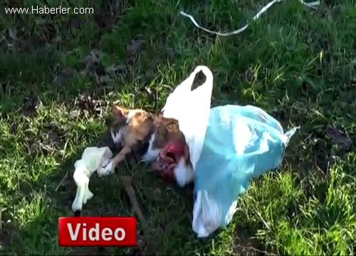 Tekirdağ\'da 20 Kedi ve 2 Köpek Zehirlenerek Öldürüldü