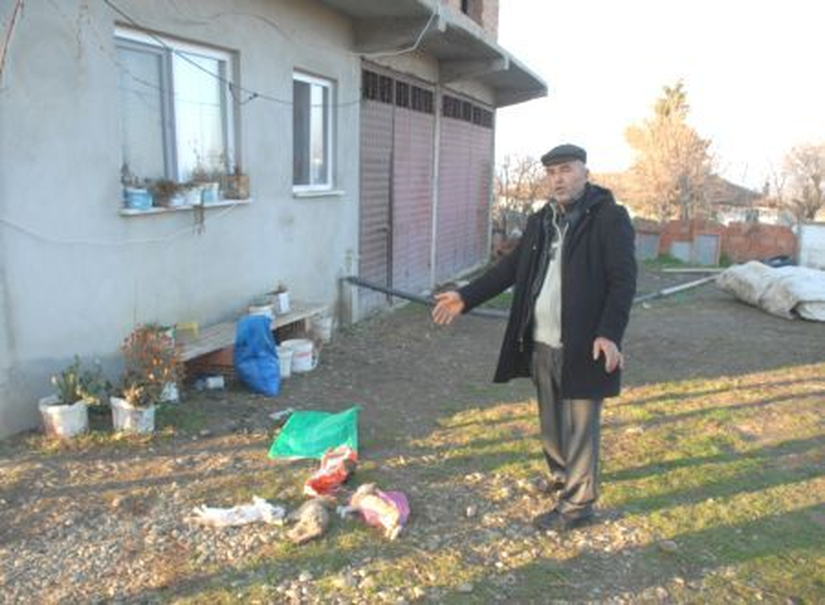 Tekirdağ\'da Kedi ve Köpeklerin Zehirlendiği İddiası