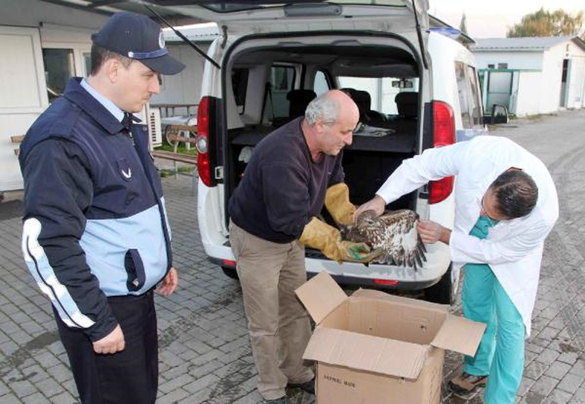 Yaralı Doğan Tedavi Altına Alındı