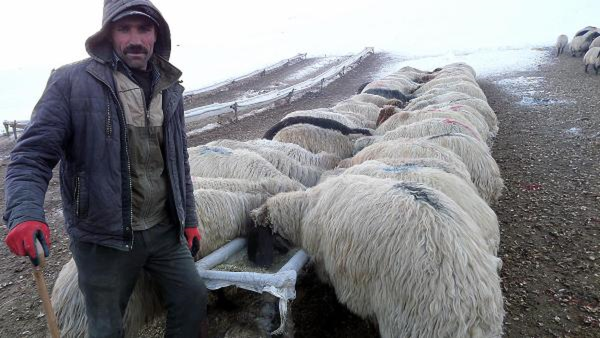 Göçerler,Koyunları İçin Su ve Yem Bulamıyor