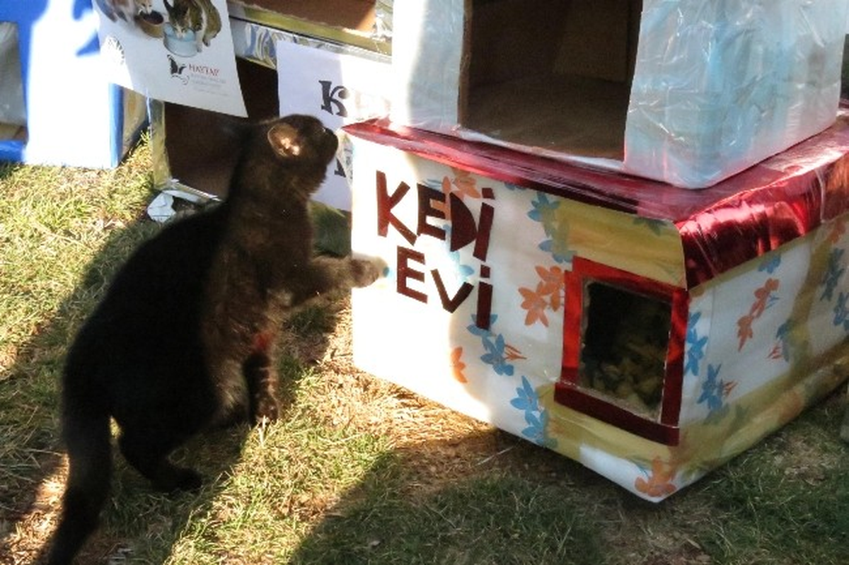 Kediler Soğukta Üşümesin Diye Kutulardan Ev Yaptılar