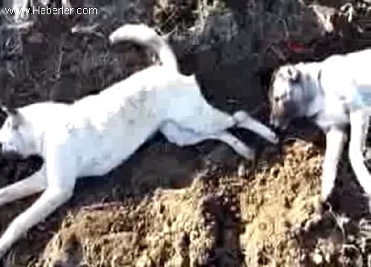 Malkara\'da Kedi ve Köpek Katliamı