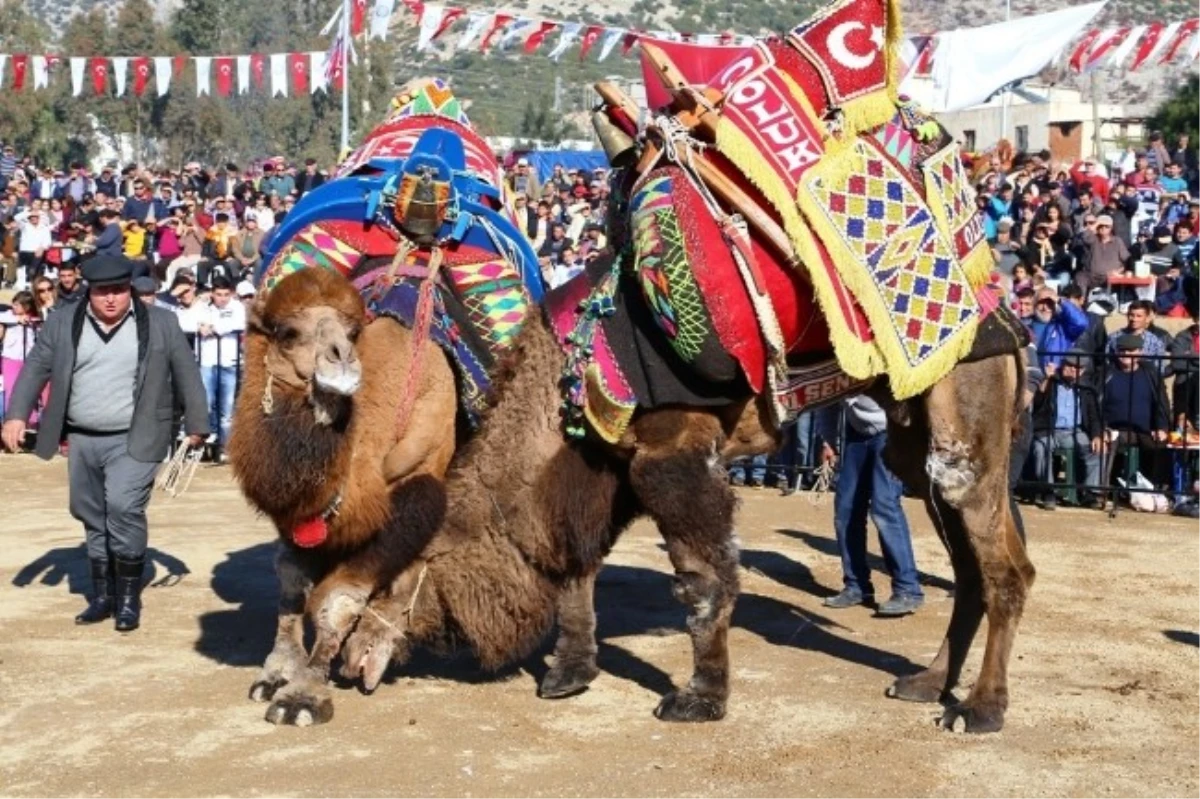 Şampiyon Develer İlk Kez Konacık Arenasında Güreşti