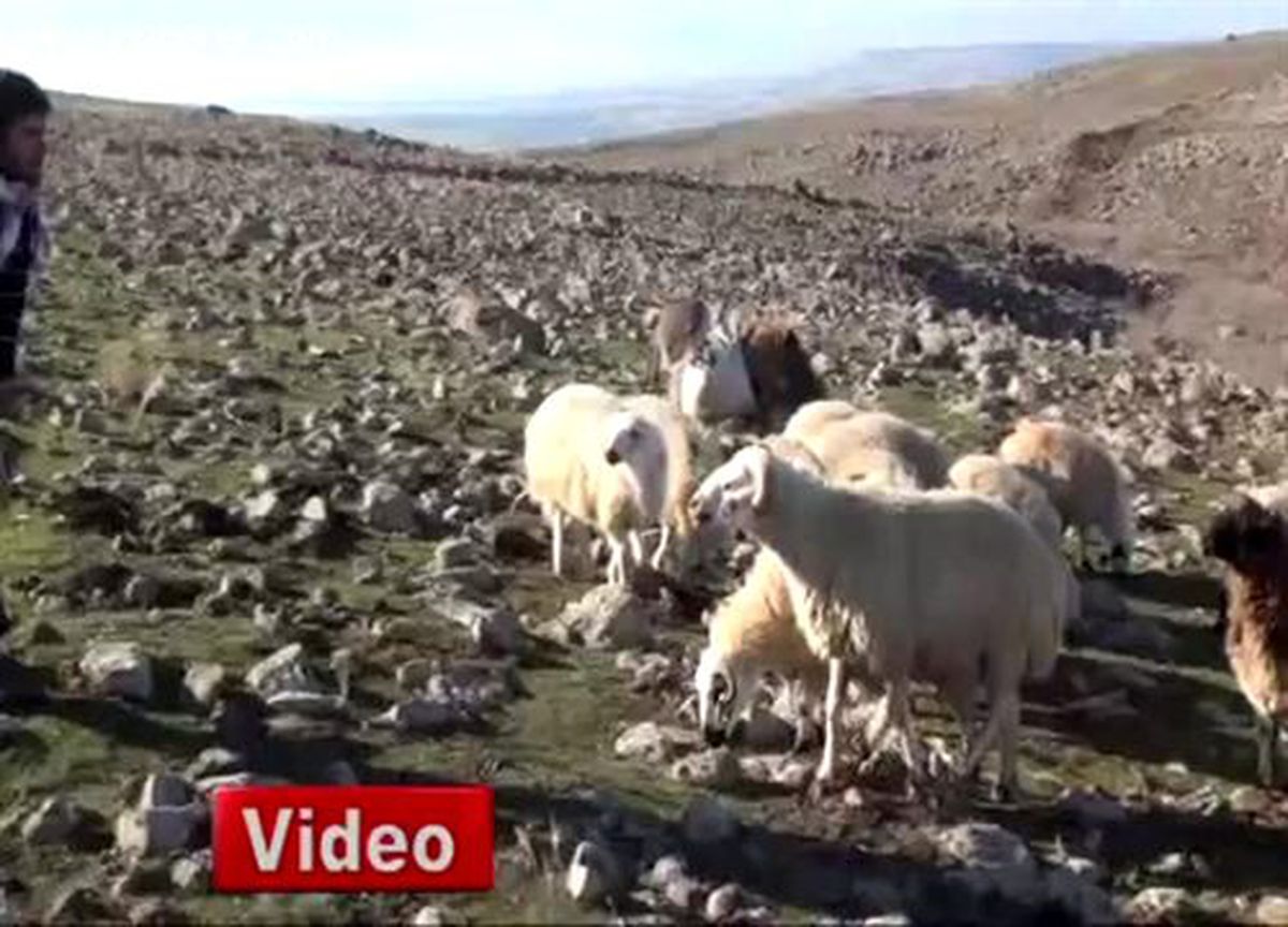 Şanlıurfa\'daki Bu Koyun Görenleri Hayrete Düşürüyor
