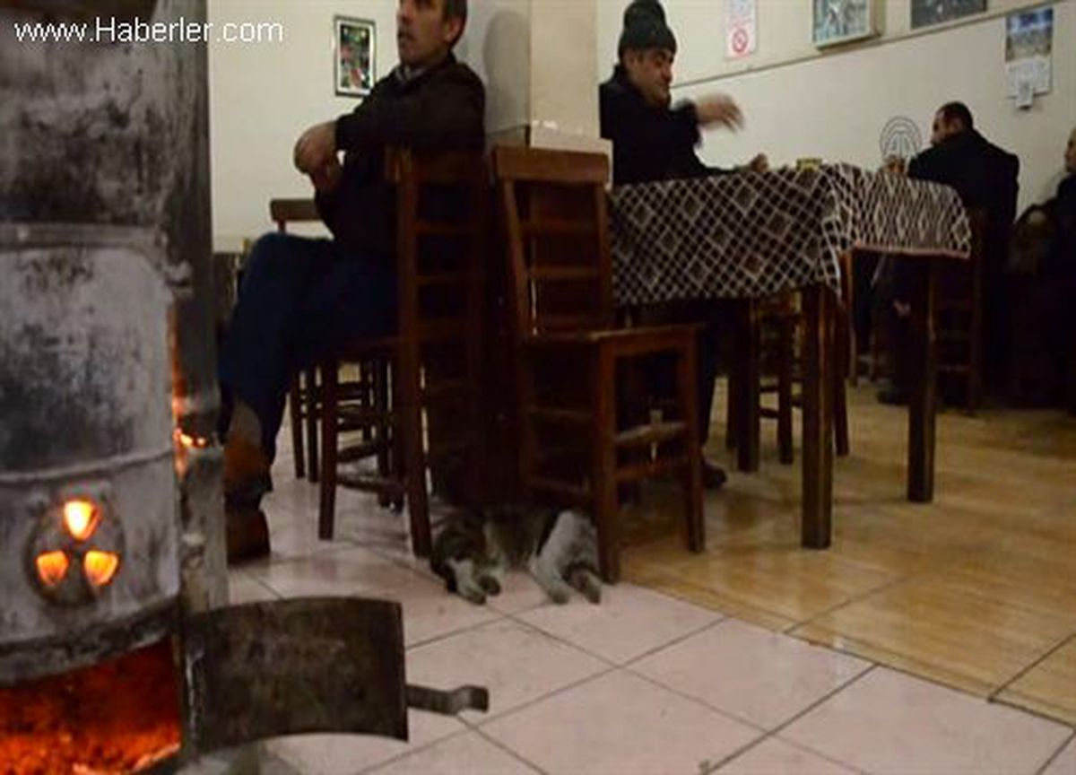 Yaralı kediye sahip çıktı -