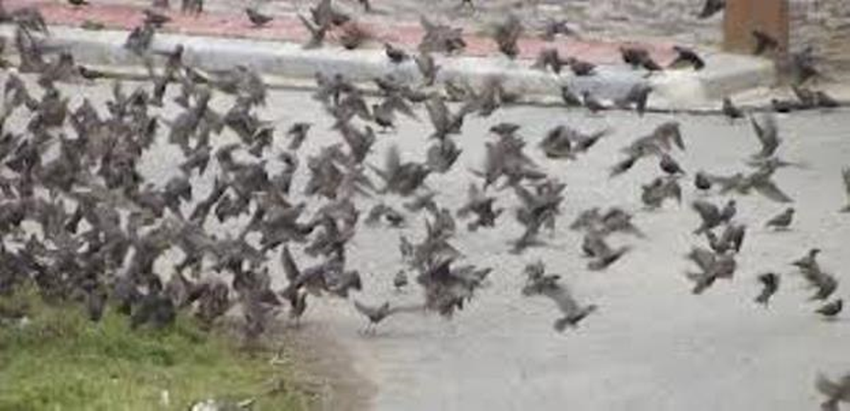 Ereğli\'de Aç Kalan Sığırcıklar Yollarda Yiyecek Aradı