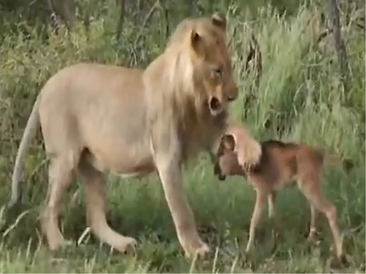 Aslan Antilopu Yemekten Vazgeçti