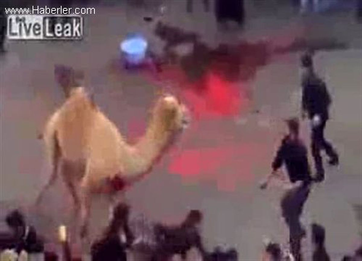 Deveyi Kesme İşlemi Ters Gidince Ortalık Cehenneme Döndü
