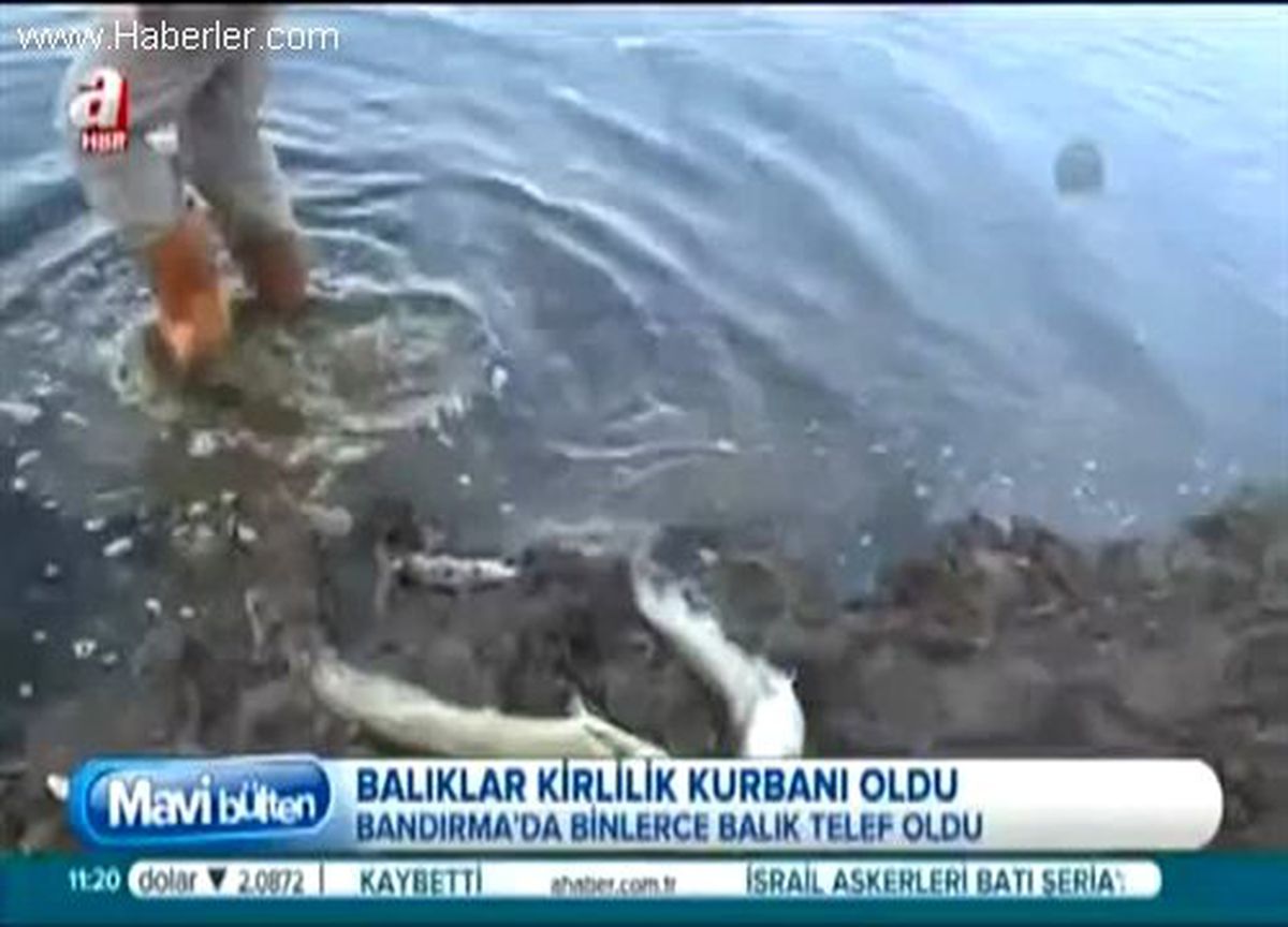 Bandırma\'da Gölette Binlerce Balık Telef Oldu