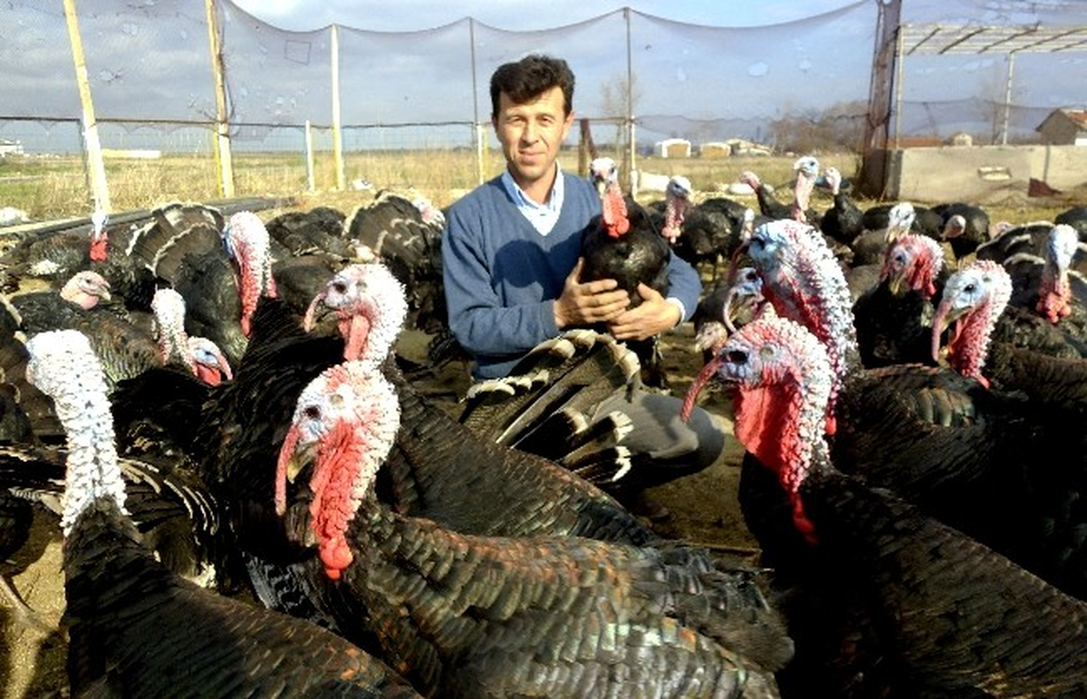 İstanbul\'un Yılbaşı Hindileri Hayrabolu\'dan