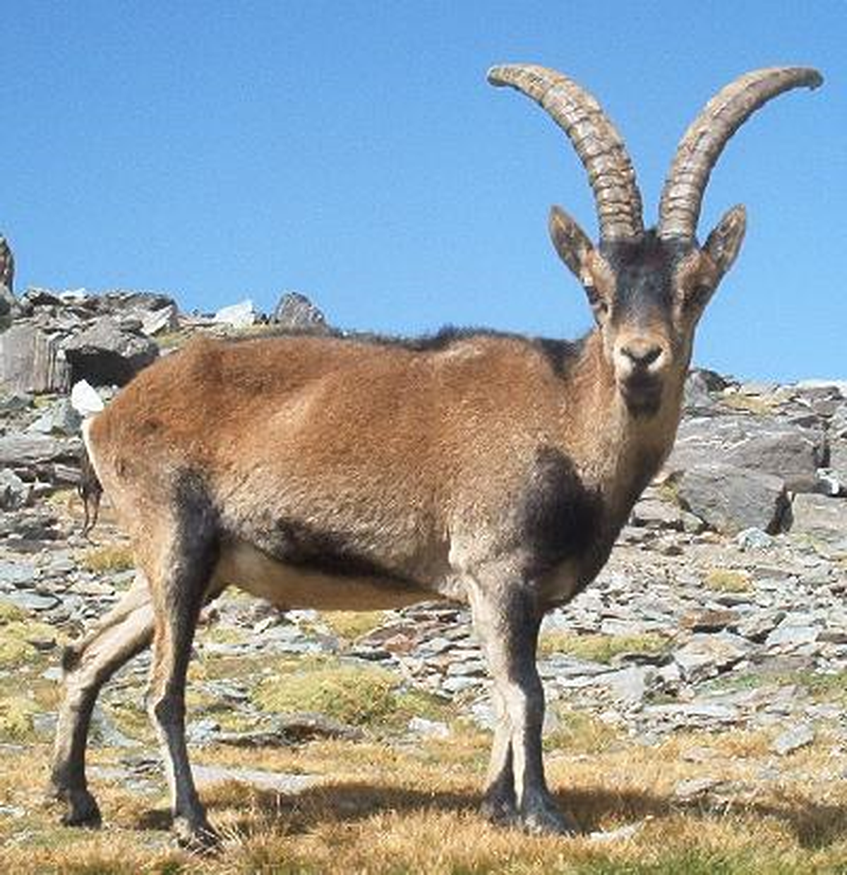 Kaçak Yaban Keçisi Avına 16 Bin Lira Ceza