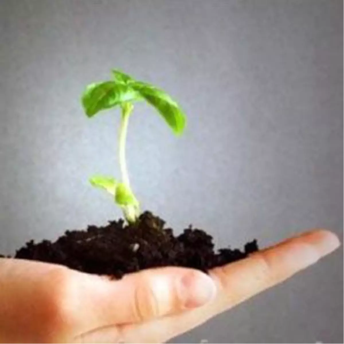 Karabük\'te, Geçiçi İşçilere Fidan Dikim Eğitimi