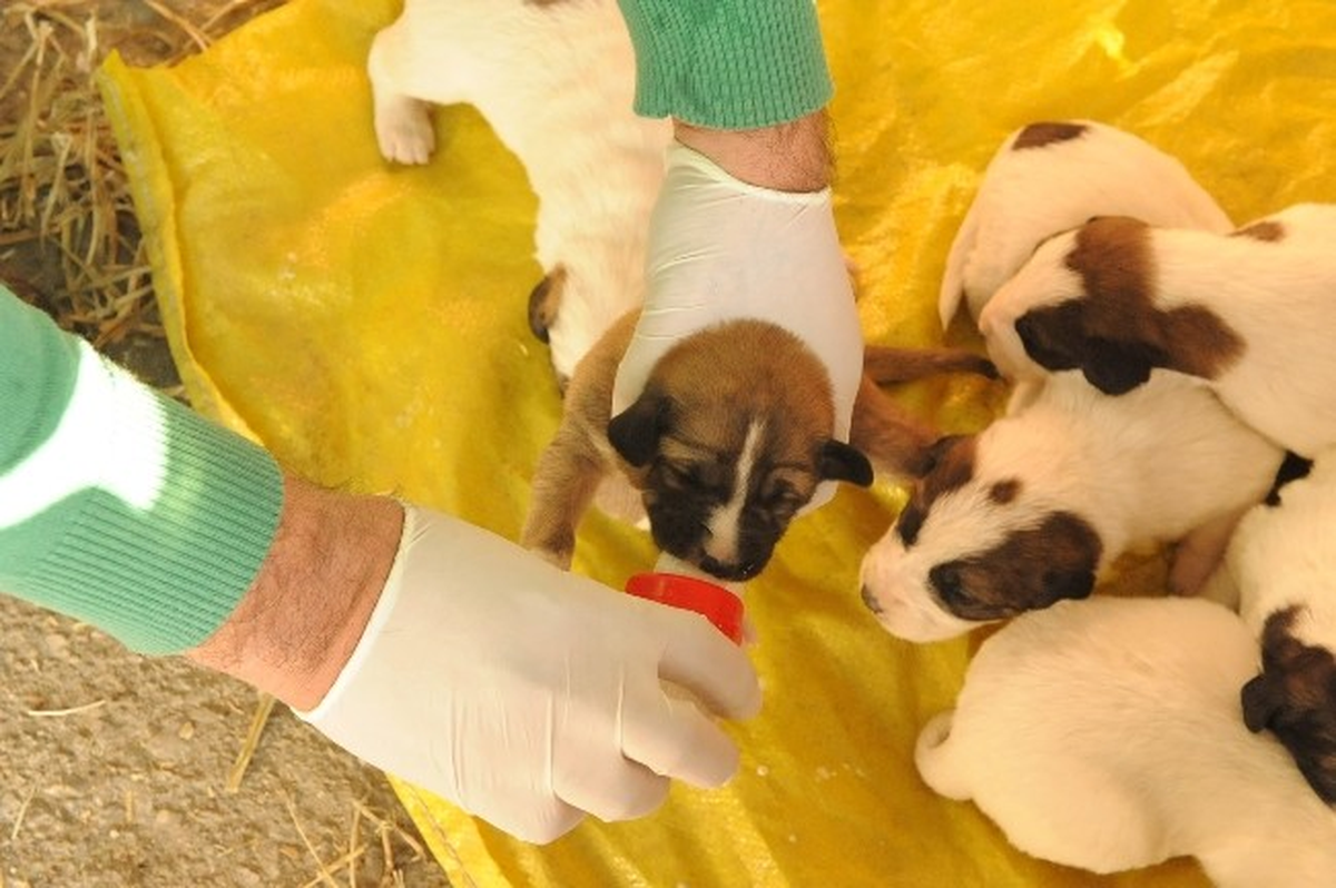 Kimsesiz Yavru Köpeklere Bozüyük Belediyesi Sahip Çıktı