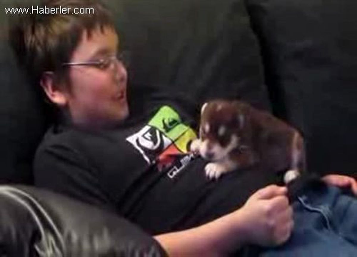 Minik Husky Yavrusu Ulumayı Öğreniyor?