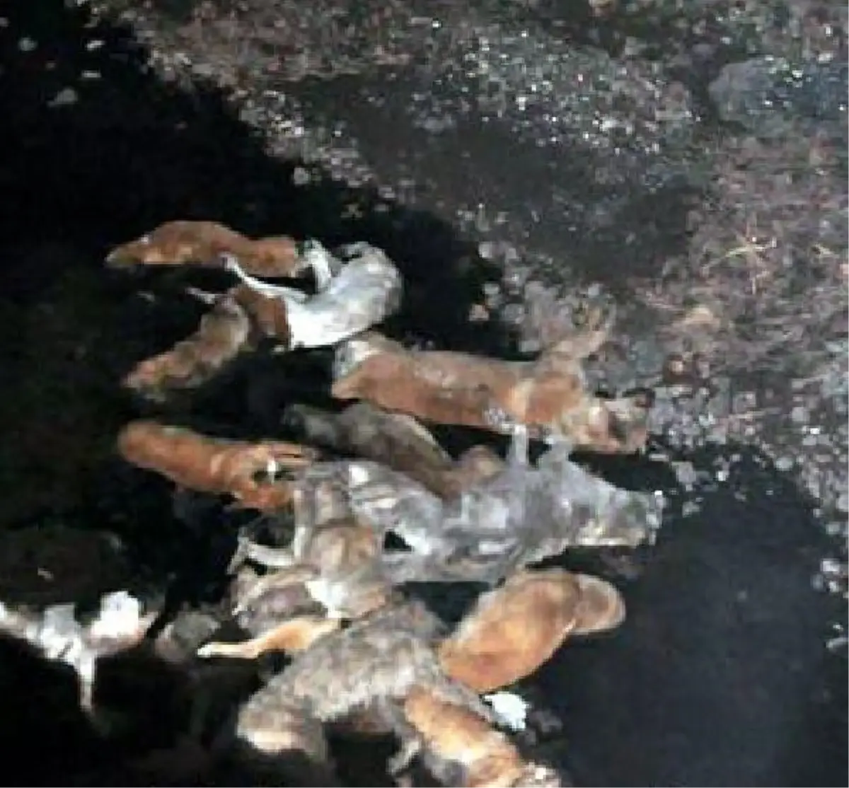 Sokak Köpeklerini Katledip Dereye Atmışlar
