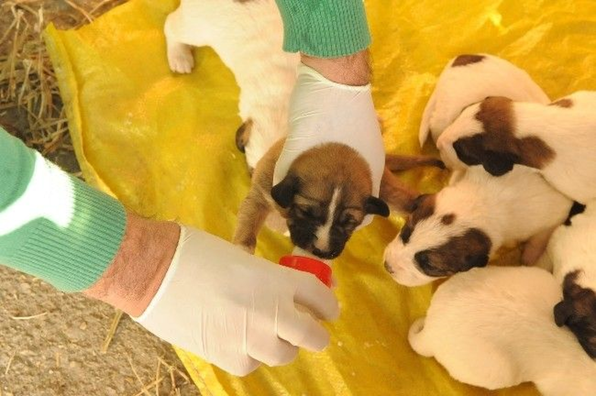 Sokak\'ta Kalan Köpeklere Belediye Sahip Çıktı