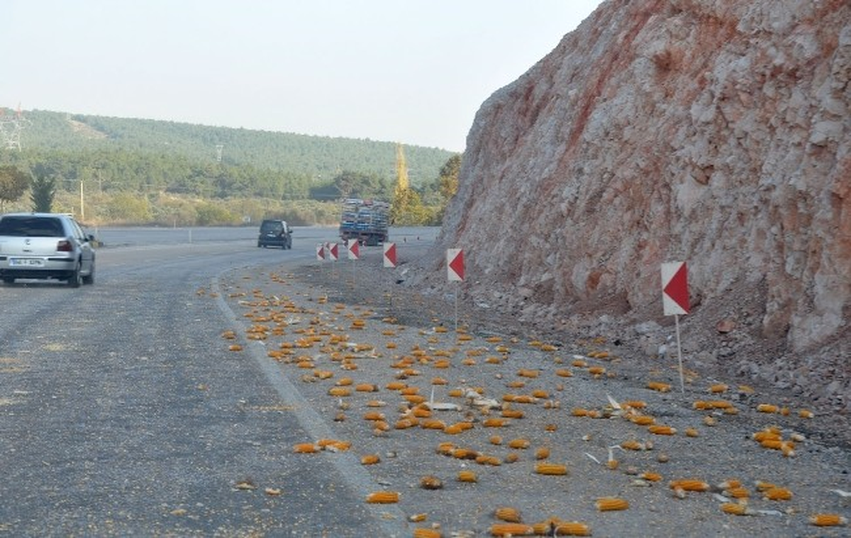 Soma-Kırkağaç Yolu Mısır Tarlasına Dönüştü